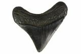 Posterior Megalodon Tooth - South Carolina #130784-1